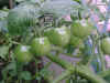 020624-03.jpg (534831 �o�C�g)