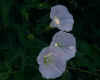 020830-02.jpg (400041 �o�C�g)