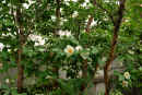 natu090609w1.jpg (554498 �o�C�g)